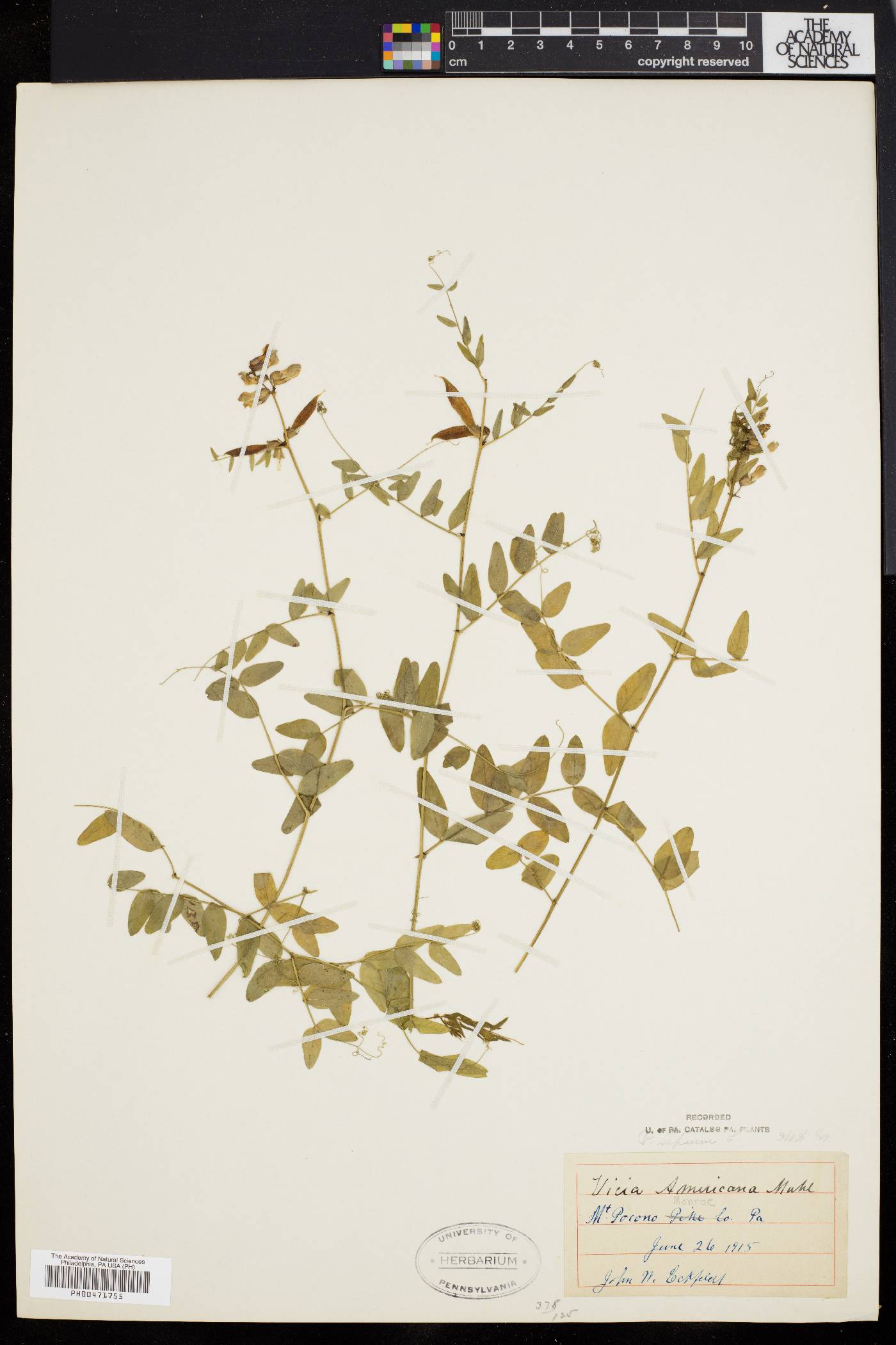 Vicia sepium image