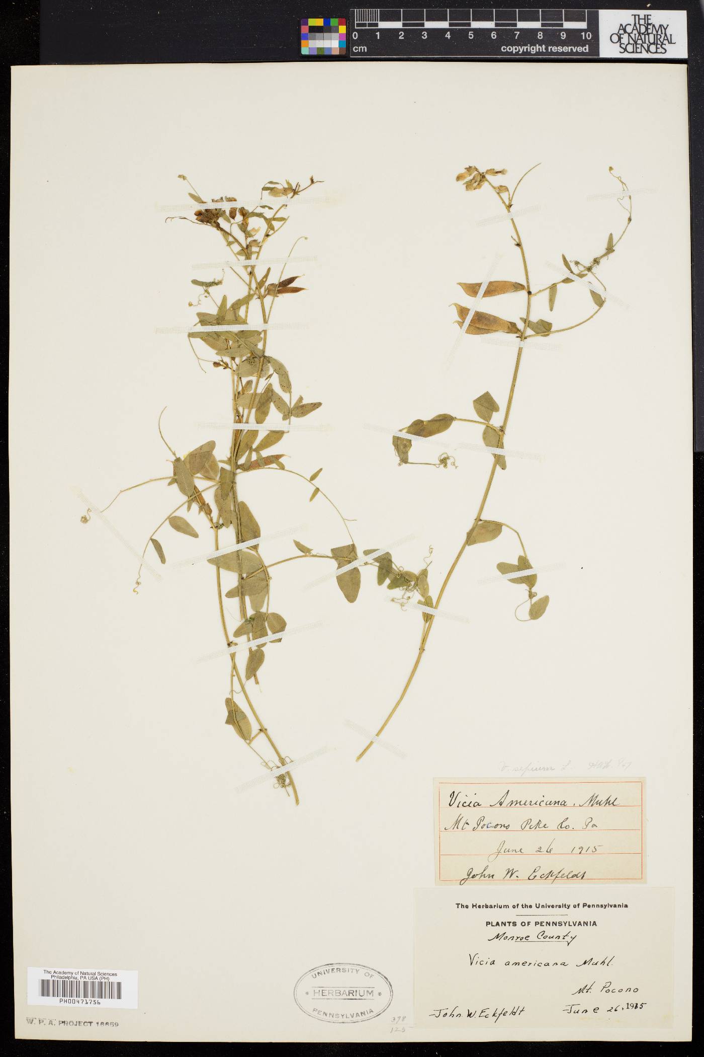 Vicia sepium image