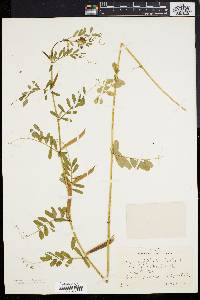 Vicia sativa subsp. nigra image