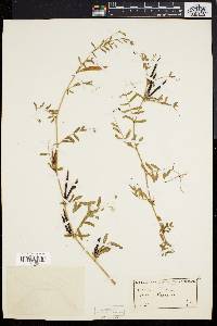 Vicia sativa subsp. nigra image