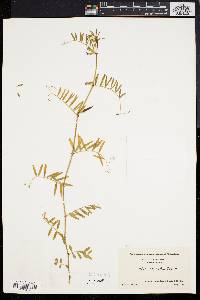 Vicia sativa subsp. nigra image