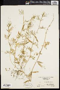 Vicia sativa subsp. nigra image