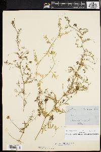 Vicia hirsuta image