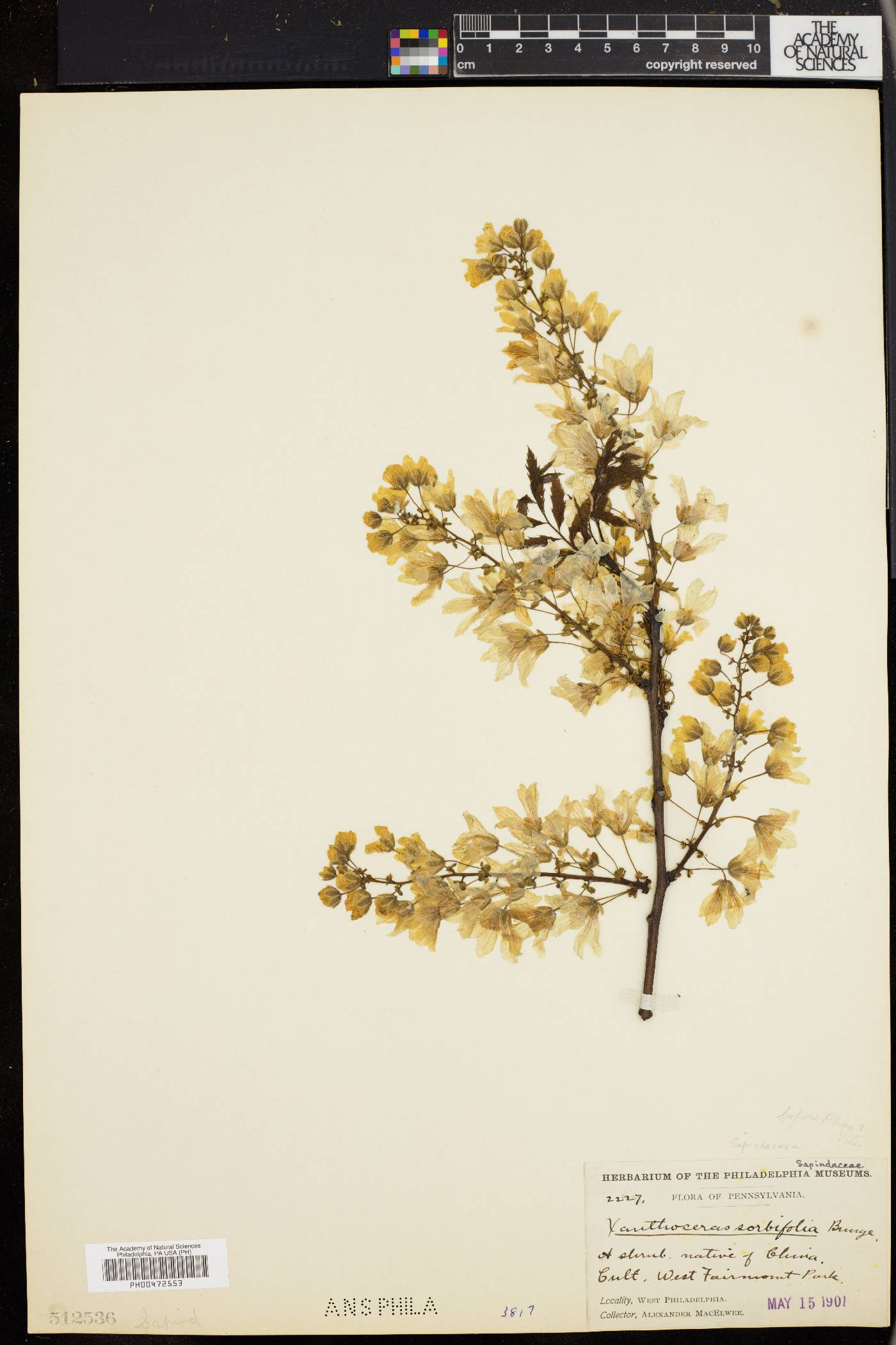 Xanthoceras sorbifolium image