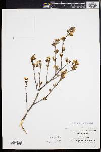 Amelanchier bartramiana image