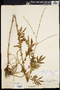 Agrimonia parviflora image