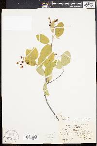 Amelanchier x intermedia image