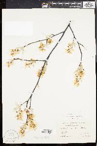 Amelanchier x intermedia image