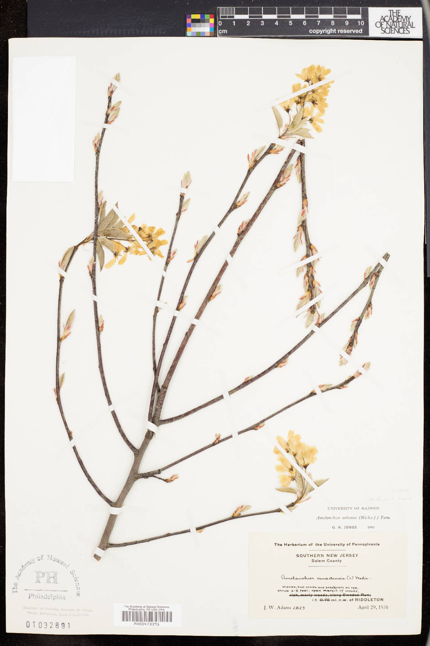 Amelanchier x grandiflora image