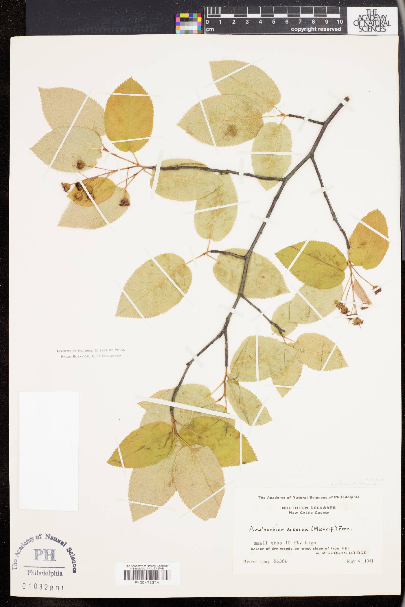 Amelanchier x grandiflora image