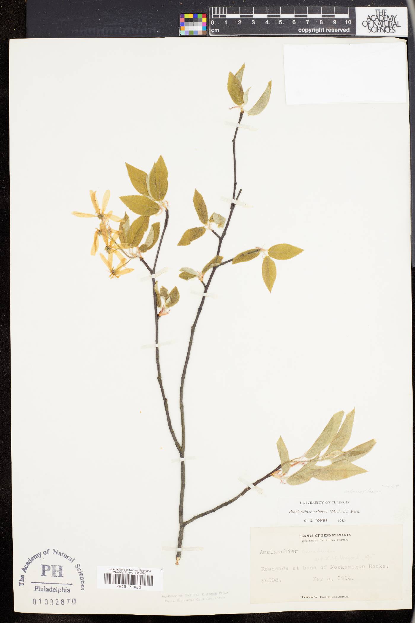 Amelanchier x grandiflora image