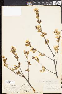 Amelanchier bartramiana image