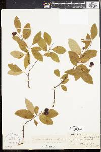 Amelanchier bartramiana image