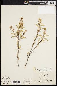 Amelanchier canadensis image