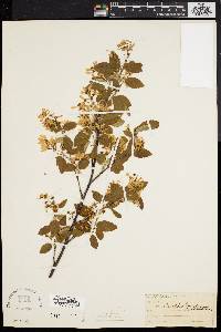 Amelanchier canadensis image