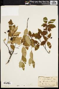 Amelanchier bartramiana image