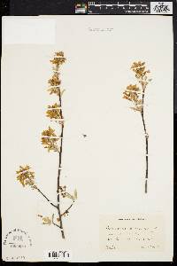 Amelanchier x intermedia image