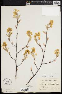 Amelanchier x intermedia image