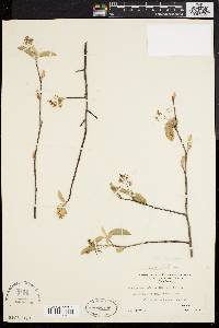 Amelanchier x intermedia image