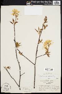 Amelanchier laevis image