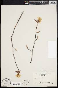 Amelanchier laevis image