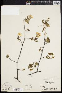 Amelanchier laevis image