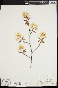 Amelanchier laevis image