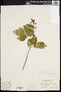 Amelanchier laevis image