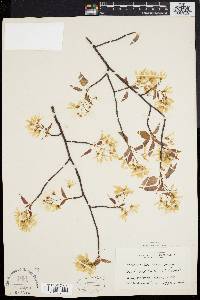 Amelanchier laevis image