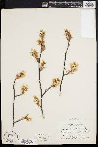 Amelanchier laevis image