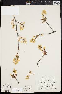 Amelanchier laevis image