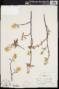 Amelanchier laevis image