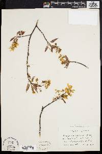 Amelanchier laevis image