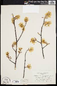 Amelanchier laevis image