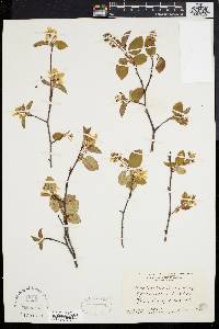 Amelanchier laevis image