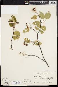 Amelanchier laevis image