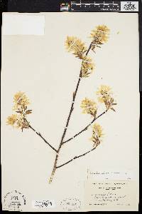 Amelanchier laevis image