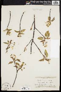 Amelanchier laevis image