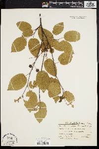 Amelanchier laevis image