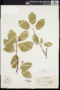 Amelanchier laevis image