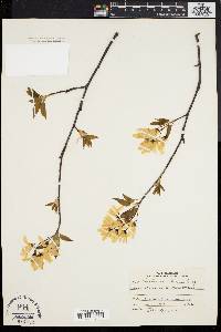 Amelanchier laevis image