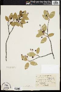 Amelanchier laevis image