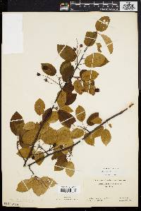 Amelanchier laevis image