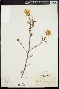 Amelanchier laevis image