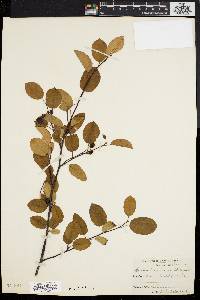 Amelanchier laevis image