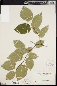 Amelanchier laevis image