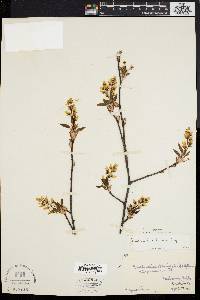 Amelanchier laevis image