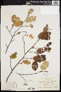 Amelanchier laevis image