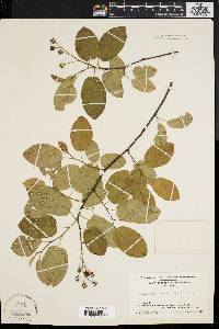 Amelanchier laevis image