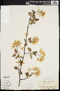 Amelanchier laevis image